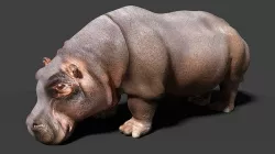 hippopotamus 3d 3D model