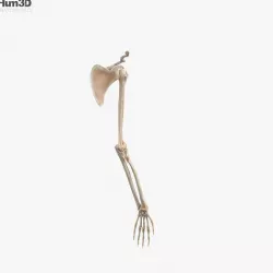 Human Arm Bones 3D model