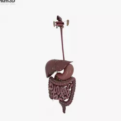 Human Digestive System 3D model