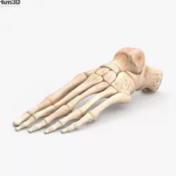 Human Foot Bones 3D model