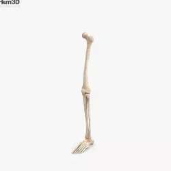 Human Leg Bones 3D model