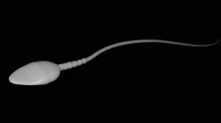 Human Sperm 3D model