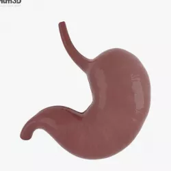 Human Stomach 3D model
