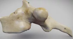 Human Thoracic Vertebra Low-poly 3D model