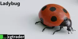 Ladybug 3D model