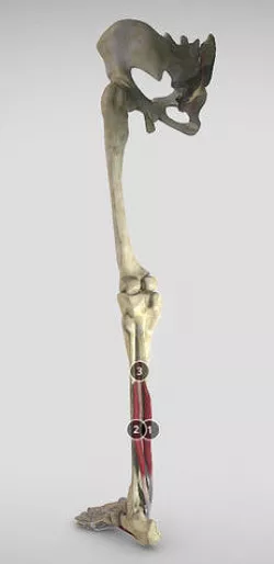 Leg Posterior Deep Muscles Low-poly 3D model
