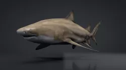 Lemon Shark Low-poly 3D model
