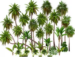 Palms low poly Low-poly 3D model