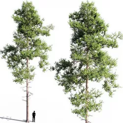 Scots pine 4 3D model