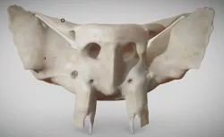 Sphenoid Bone Low-poly 3D model