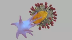 T-cell and Virus 3D model
