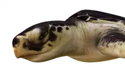 Tortoise 3d model 3D model