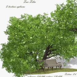 Tree Tilia 3D model