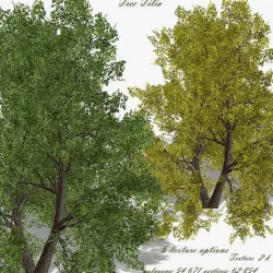 Tree Tilia 3D model