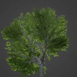 2021 PBR Black Poplar Collection - Populus Nigra 3D model
