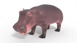 3D Hippopotamus Model Low-poly 3D model
