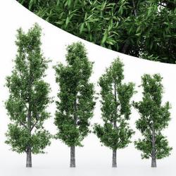 4diffrent treeRain bow Gum 4 trees Models in the scene 3D model