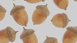 Acorn  Low-poly 3D model