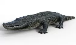 Alligator RIGGED 3D model