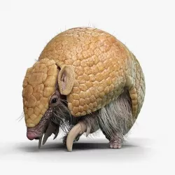 Armadillo Animated  VFX Grace 3D model