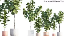 Ficus Lyrata - Ficus pandurata 3D model