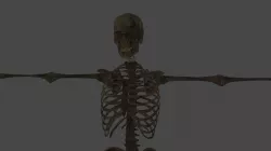Ghosty skeleton  Low-poly 3D model