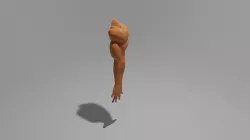 Human arm for men 3D model