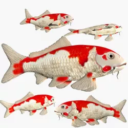 Koi Carp fish Low-poly 3D model