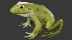 Low Poly Frog with Rigged Low-poly 3D model