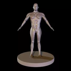 man body 3D model