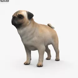 Pug HD 3D model