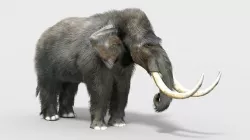 pygmy mammoth Low-poly 3D model