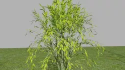 tree pack Low-poly 3D model
