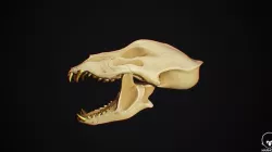 Wolf Skull Low-poly 3D model