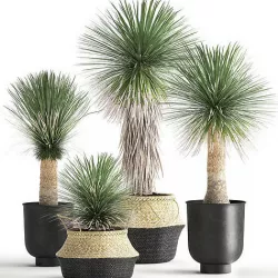 Yucca rostrata in a flowerpot for the interior 1015 3D model