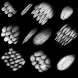 11 feather alpha maps Texture