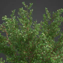 2021 PBR African Boxwood Collection - Myrsine Africana 3D model