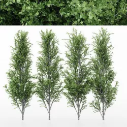 4diffrent tree Mountain Maple 4 trees Models in the scene 3D model