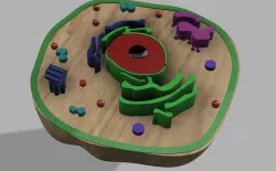 Animal cell 3D model