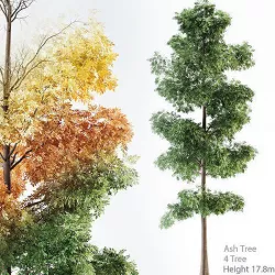 Ash Tree 3D model