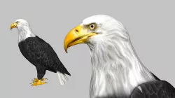Bald Eagle Low-poly 3D model