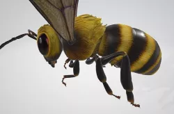 Bees that can fly 3D model