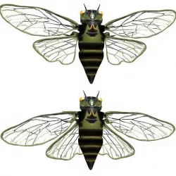 Cicada Low-poly 3D model
