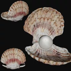 Clam shell Low-poly 3D model