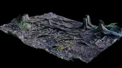 Forest Roots 3D model