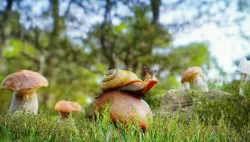 Forest Scene with Snail and Muchrooms Low-poly 3D model