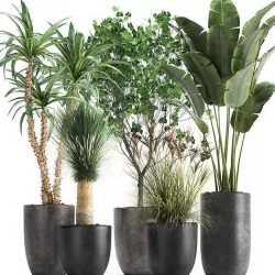 Houseplants in a flowerpot for the interior 1016 3D model