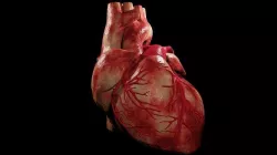 Human heart anatomy detailed texture Realistic Human Heart 3D model