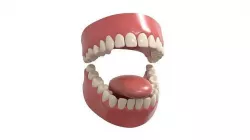 human teeth 3D model