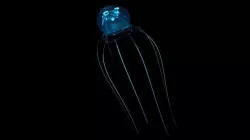 Jellyfish 3D model